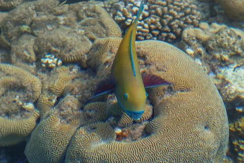 Parrotfish in the sea over corals. Flora and fauna of the Red Sea. The wonder Stock Photos