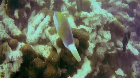 A Parrotfish is seen while diving the Indian Ocean in Zanzibar, Tanzania. Stock Footage 35510019