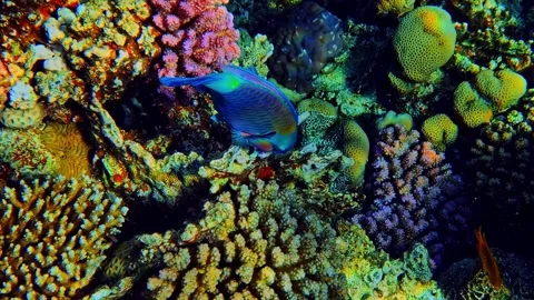 Parrotfish - Sharm El-Sheikh - Red Sea - Egypt 스톡 동영상 342967311