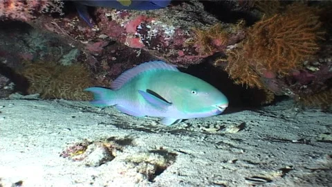 Parrotfish Sheltered Inside a Reef Niche At Night Stock Footage 300557535