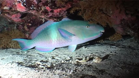 Parrotfish Sheltered Inside Reef at Night 動画素材 300557457