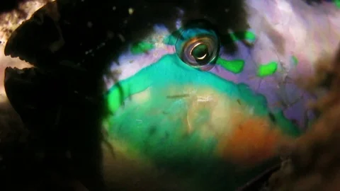 Parrotfish sleeping in crevice, face half shaded, close-up shot Stock Footage 79846201