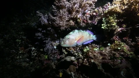 Parrotfish sleeping inside coral reef at night Stock Footage 80375491