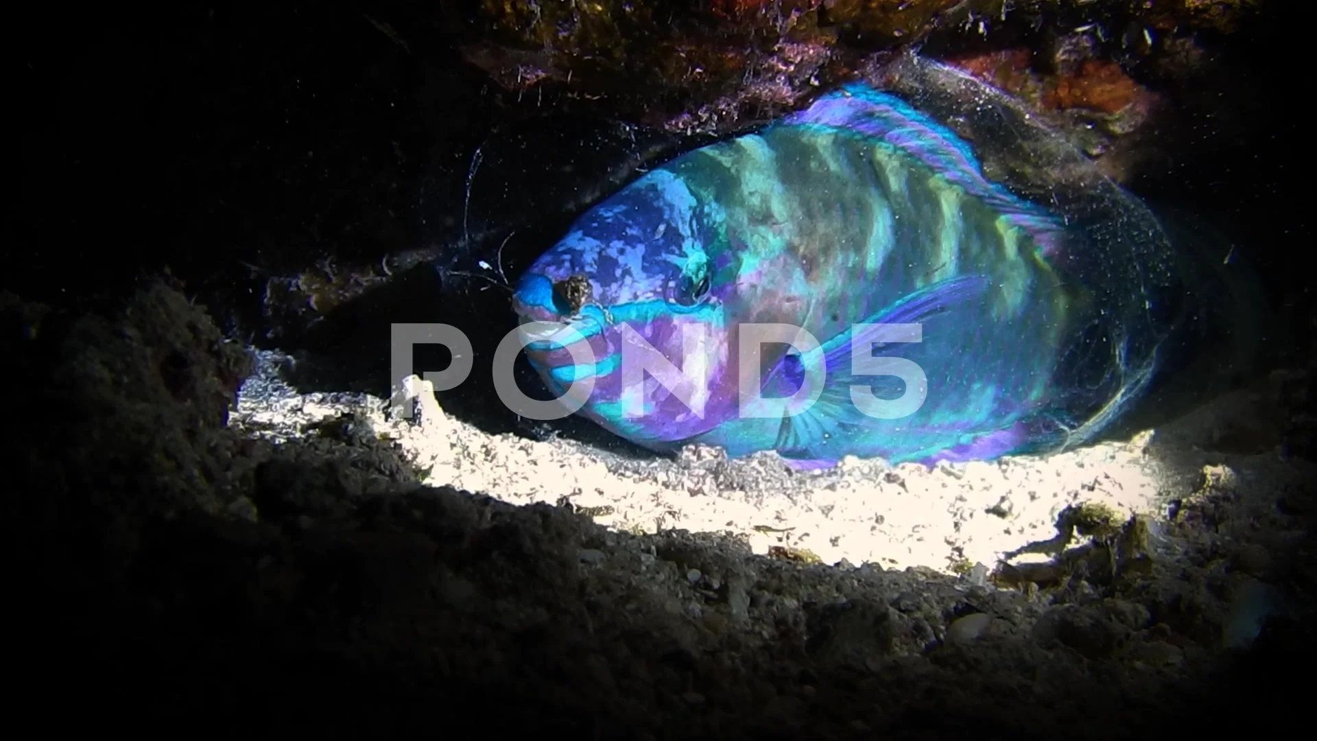 Parrotfish sleeping in Mucus Cocoon Red Sea Egypt Night Dive