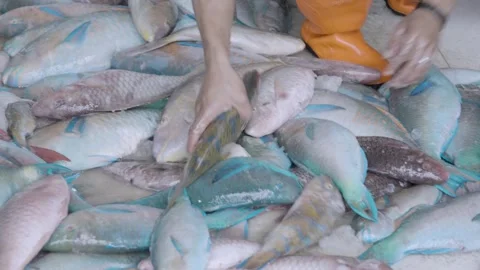 Parrotfish Sorting by Size Fresh Fish Market Makassar Indonesia Vídeo Stock 331871878