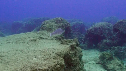 Parrotfish Swims Between Rocks Video stock 124011987