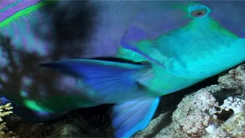 Parrotfish Swims in A Burrow Stock Footage 300558271