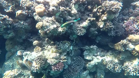 Parrotfish swims 動画素材 162031160