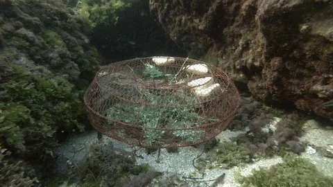 Parrotfish swims from inside a minnow trap. Mediterranean parrotfish or European 動画素材 126679405
