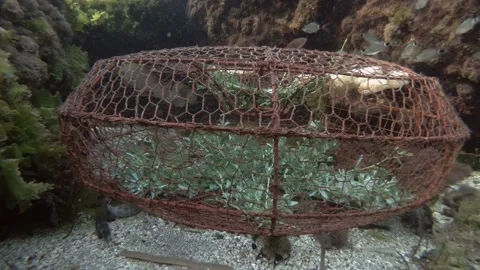 Parrotfish swims from inside a minnow trap. Mediterranean parrotfish or European 動画素材 132486194