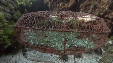 Parrotfish swims from inside a minnow trap. Mediterranean parrotfish or European Stock Footage 133771435