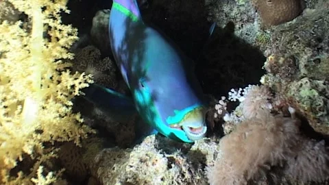 Parrotfish Under Coral Shadow Stock Footage 286787216