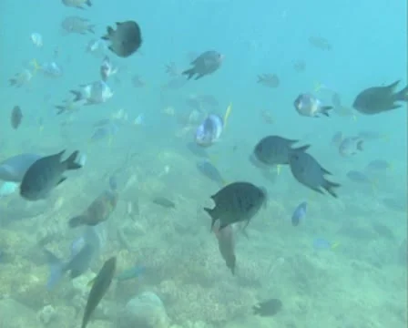 Parrotfish underwater Vídeo Stock 8839797