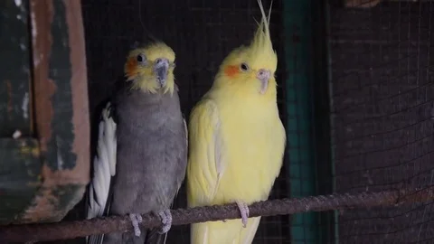 Parrotlets in a cage Video stock 75647089