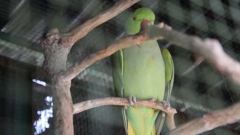 Parrotlets in a cage Stock Footage 75647272