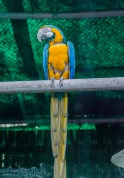Parrots, also known as psittacines, are birds of the roughly 393. Stock Photos