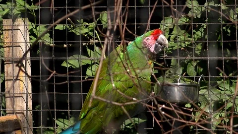 Parrots from amazon in a cage macaw 4K 動画素材 92251578