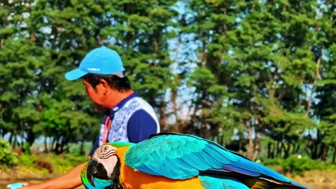 Parrots and Handler in Tropical Bali Park 스톡 동영상 313855085