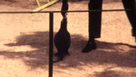 Parrots and Macaws at Florida theme park 스톡 동영상 72376134