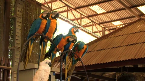 Parrots and Macaws 스톡 동영상 991045