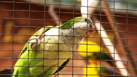 Parrots are fooling around while sitting on a net in a bird park. Stock Footage 127839684