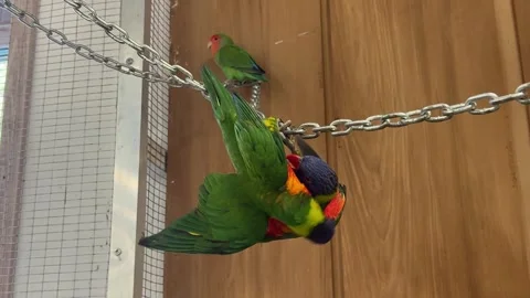 Parrots are getting romantic Stock Footage 346489777
