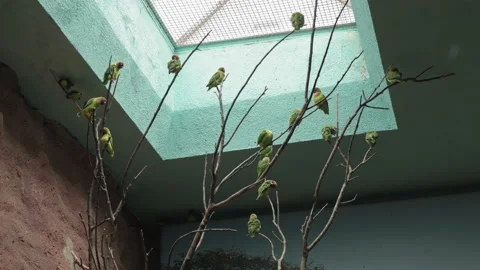 Parrots Are Sitting On Branches Of Tree - Black-Cheeked Lovebird. Stock Footage 221015803