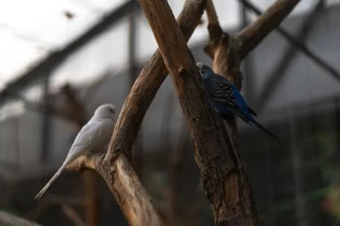 Parrots are sitting on a tree Stock Photos