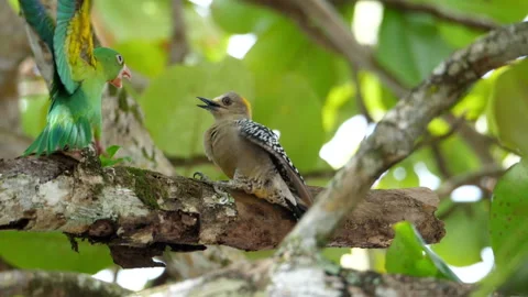 Parrots attacking a woodpecker in the rain forest Video stock 100086833