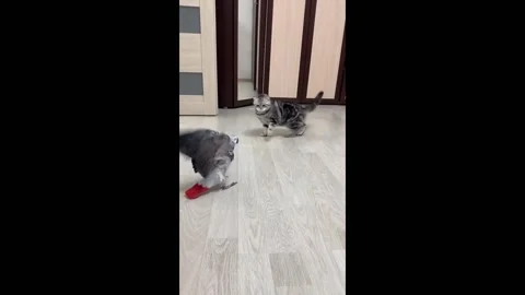 Parrot's attempt at conversation meets cat's agression in Moscow, Russia Video stock 280574325