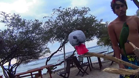 Parrots on the beach Stock Footage 77878579