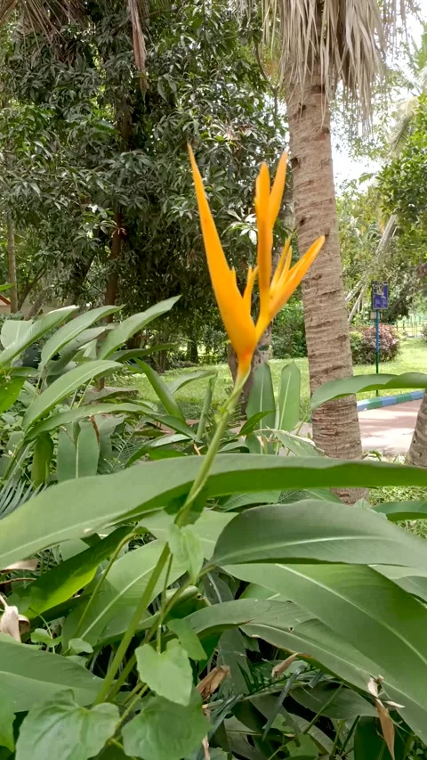 A parrot's beak, parakeet flower, false bird of paradise, in  yellow color. Stock Footage 314569251