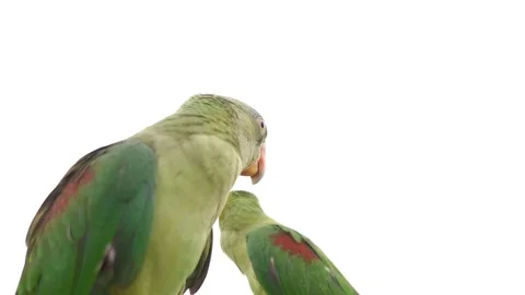 Parrots bird feeding 스톡 동영상 107778621