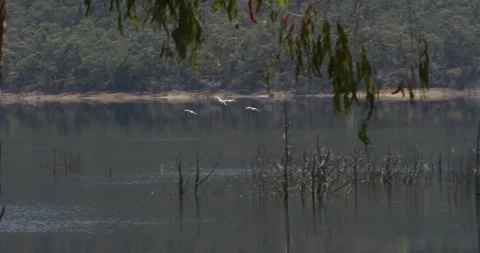Parrots Bird Fly Over The Lake, Track Shot Stock Footage 331269326