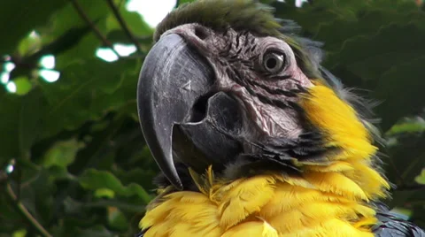 Parrots, Birds, Animals, Wildlife, Nature Stock Footage