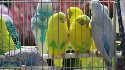 Parrots Birds Cage 스톡 동영상 276742592