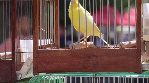 Parrots Birds pan Stock Footage 274944336