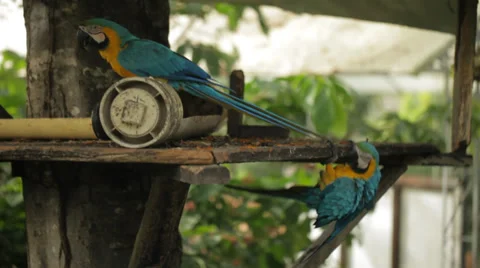PARROTS - BLUE YELLOW Stock Footage 29899076