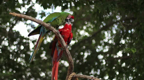 Parrots on Branch Stock Footage