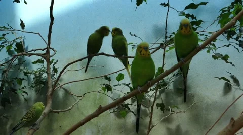 Parrots - Budgerigar - 04 動画素材 54623697