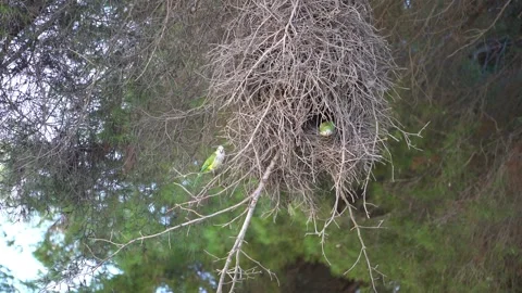 Parrots building a large nest on a tree branch in natural habitat 스톡 동영상 318457495