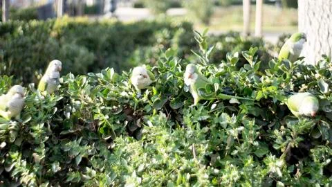 Parrots on bushes Stock Photos