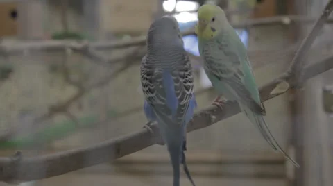 Parrots in a cage Stock Footage 33448457