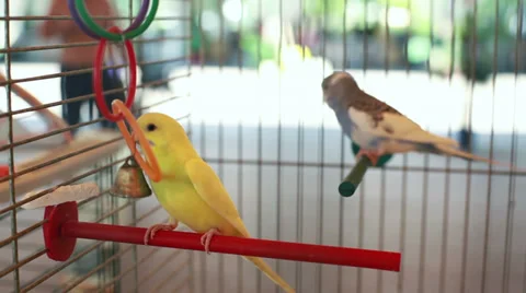 Parrots in the cage Stock Footage 39945919