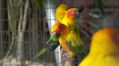 Parrots in a cage 스톡 동영상 65299949