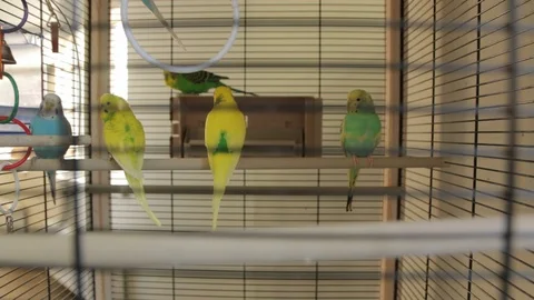 The Parrots The Cage 스톡 동영상 89707525