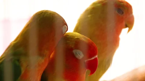 Parrots on a cage HD 스톡 동영상 149908209