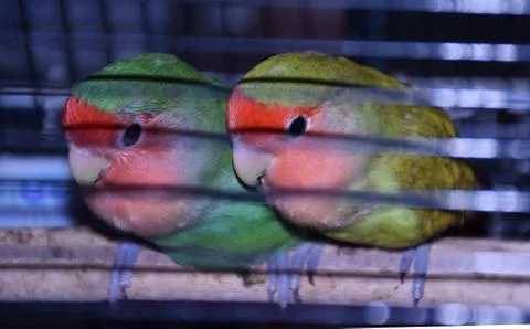 Parrots in Cage Stock Photos