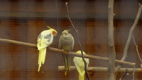 Parrots in a cage play Stock Footage 70861594
