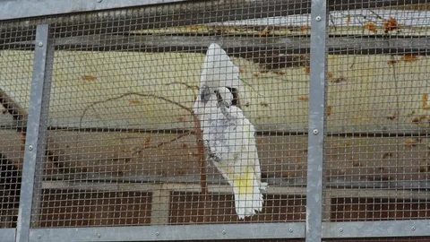 Parrots in a cage play Stock Footage 70862256